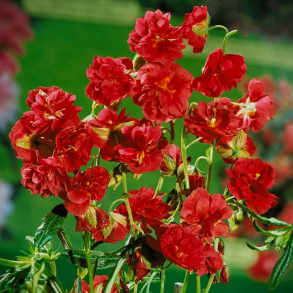 Helianthemum amabile Plenum  - Sol�je 