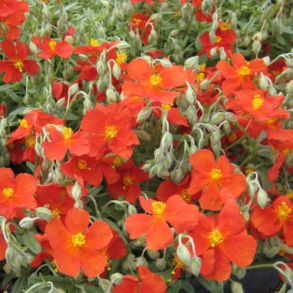 Helianthemum hybrid Fire Dragon - Solje