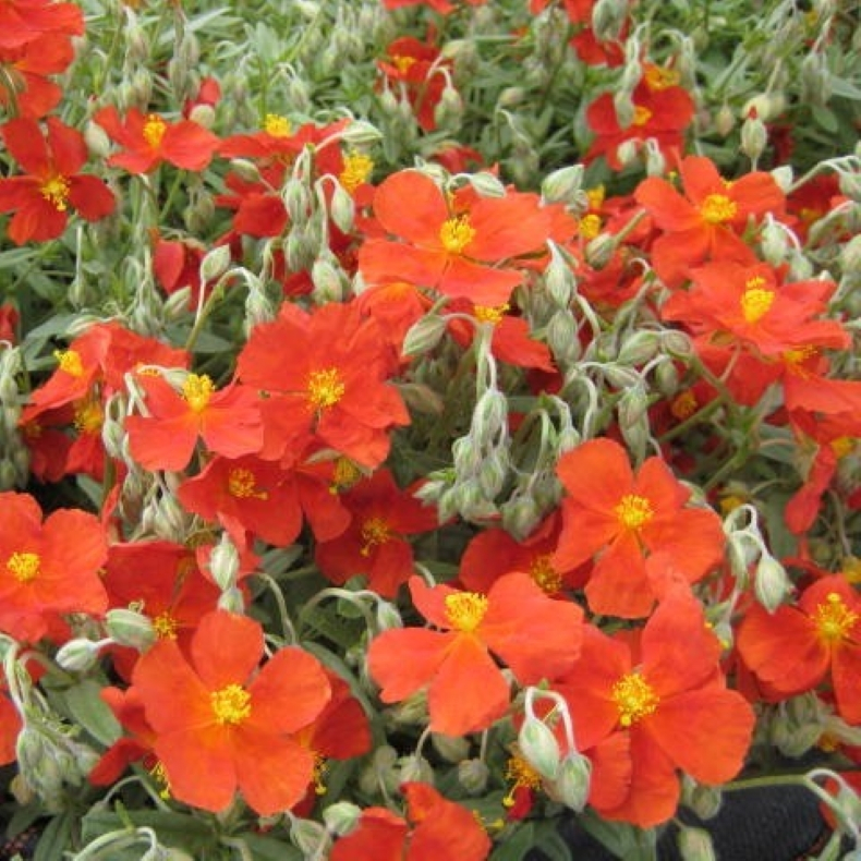 Helianthemum hybrid Fire Dragon - Solje