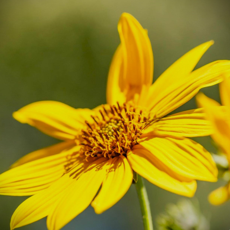 Helianthus atrorubens Giganteus - Staudesolsikke