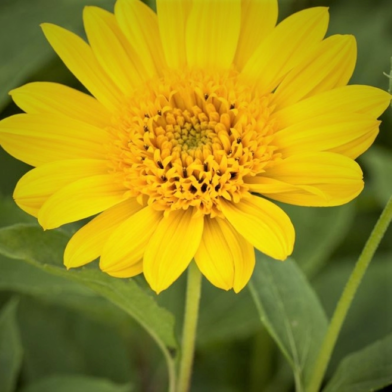 Helianthus decapetalus Capenoch Star - Staudesolsikke 