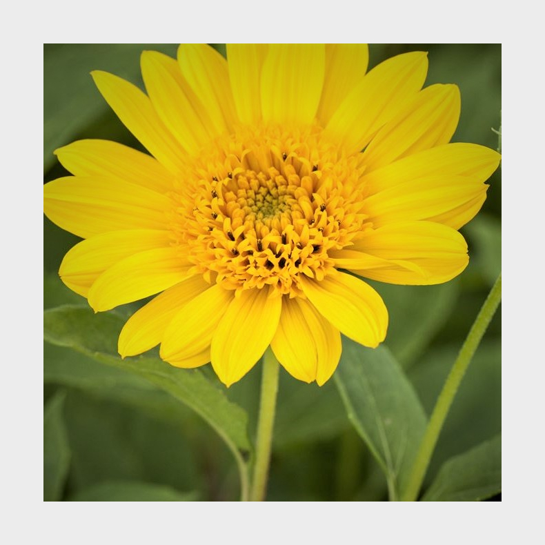 Helianthus decapetalus Capenoch Star - Staudesolsikke 