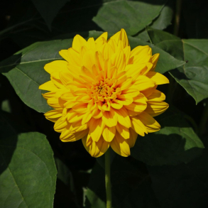 Helianthus decapetalus Loddon Gold - Staudesolsikke