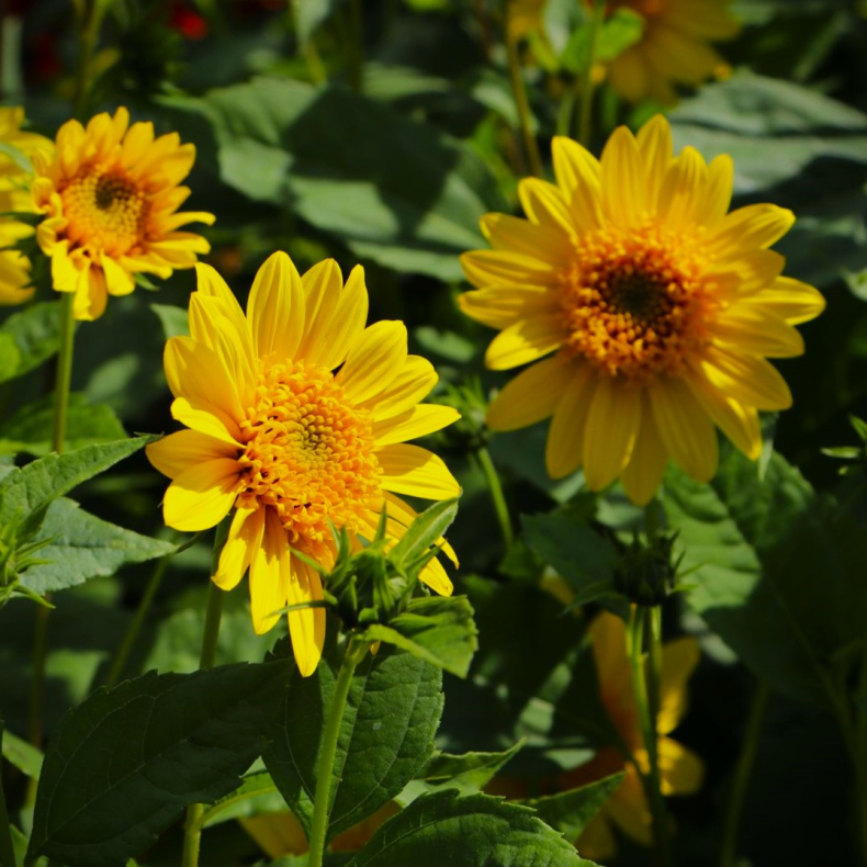 Helianthus decapetalus Meteor - Staudesolsikke 