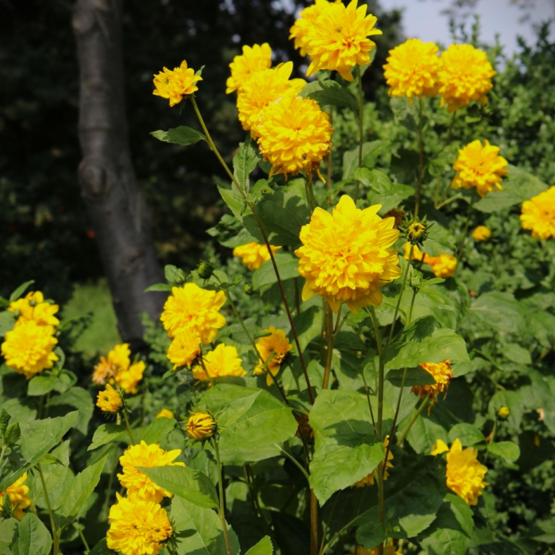 Helianthus decapetalus Soleil d'Or - Staudesolsikke