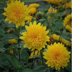 Helianthus decapetalus Sunshine Daydream - Staudesolsikke