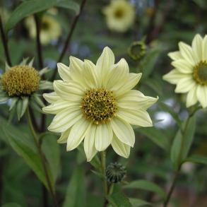 Helianthus giganteus Shelias Sunshine - Staudesolsikke