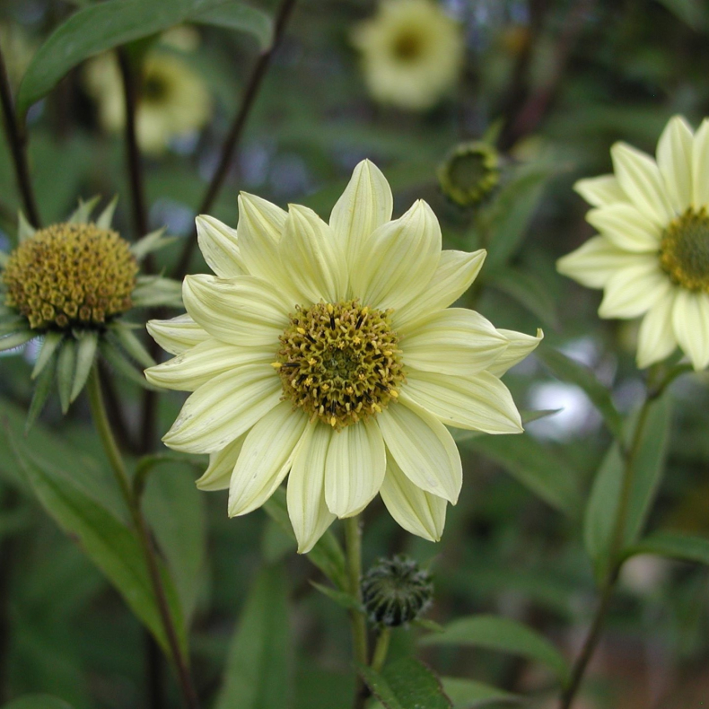 Helianthus giganteus Shelias Sunshine - Staudesolsikke