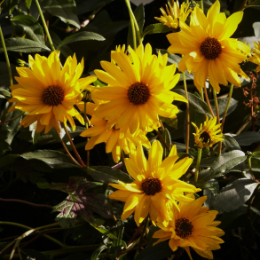 Helianthus laetiflorus Miss Mellish - Staudesolsikke
