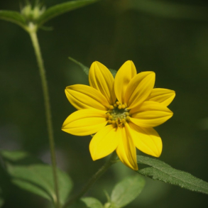 Helianthus microcephalus - Staudesolsikke