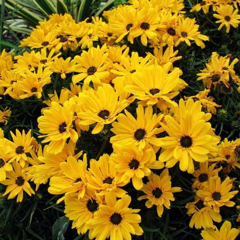 Helianthus salicifolius Table Mountain - Pilebladet solsikke