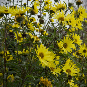 Helianthus x kellermannii - Pilebladet solsikke
