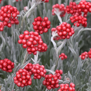 Helichrysum Red Jewel - Evighedsblomst
