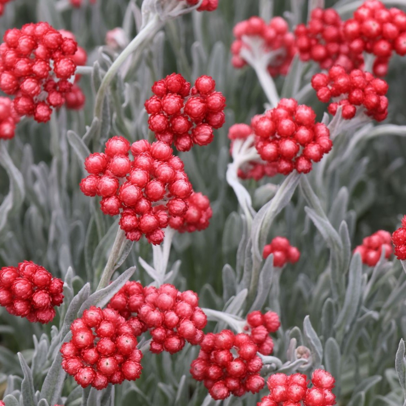 Helichrysum Red Jewel - Evighedsblomst