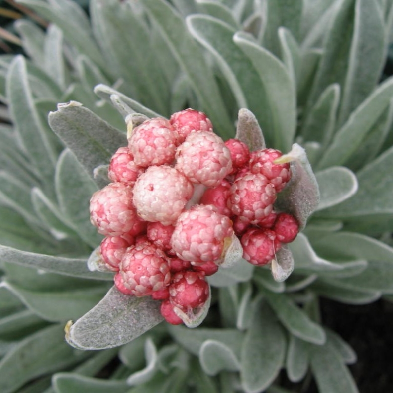 Helichrysum am. Ruby Cluster Blooms - Evighedsblomst