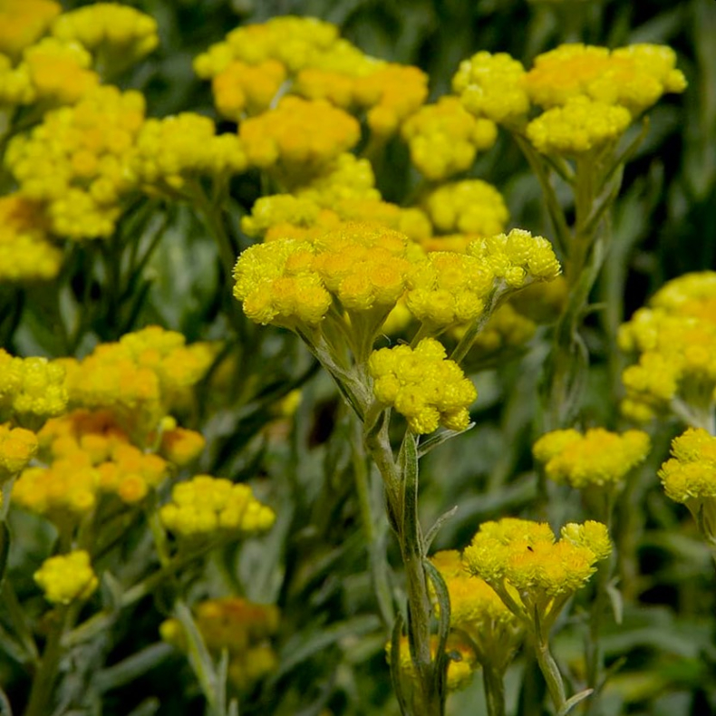 Helichrysum arenarium - Gul Evighedsblomst