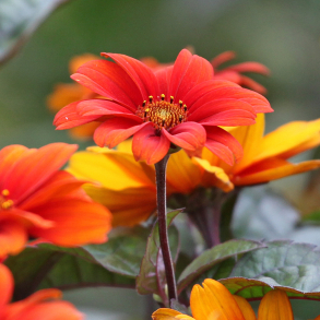 Heliopsis helianthoides Fire Twister - Dag�je 1L