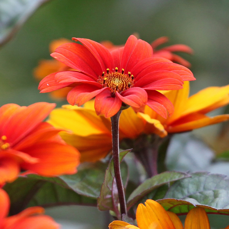 Heliopsis helianthoides Fire Twister - Dag�je 1L