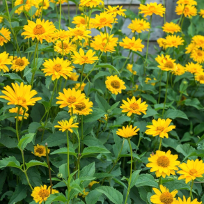 Heliopsis helianthoides var. scabra - Dag�je 1L
