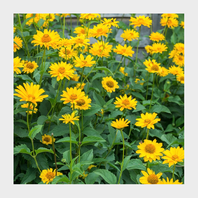 Heliopsis helianthoides var. scabra - Dagje
