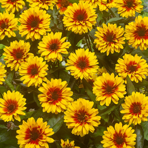 Heliopsis hybrida Funky Spinner - Dag�je