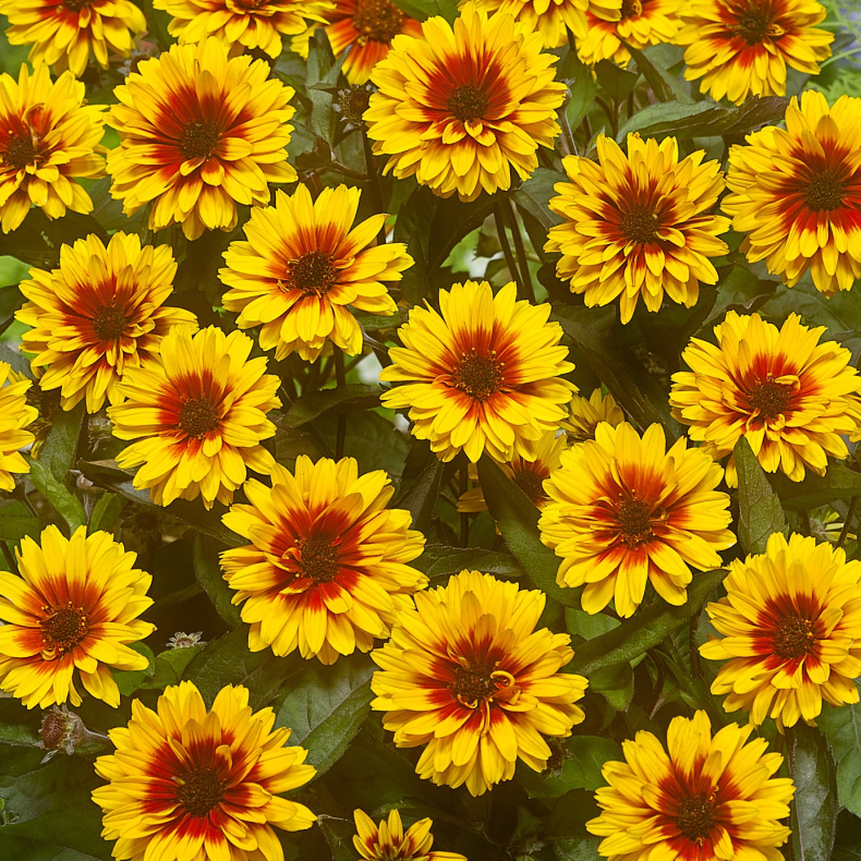 Heliopsis hybrida Funky Spinner - Dag�je