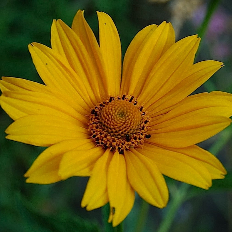 Heliopsis scabra Hohlspiegel - Dagje