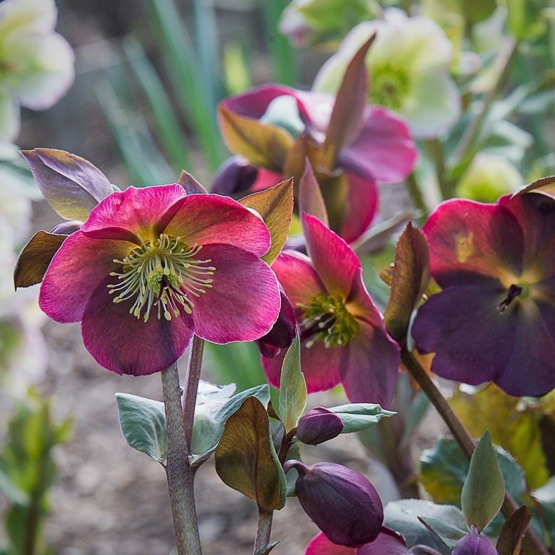 Helleborus niger Frostkiss Annas Red - Julerose