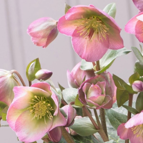 Helleborus niger Frostkiss Dorothys Dawn - Julerose