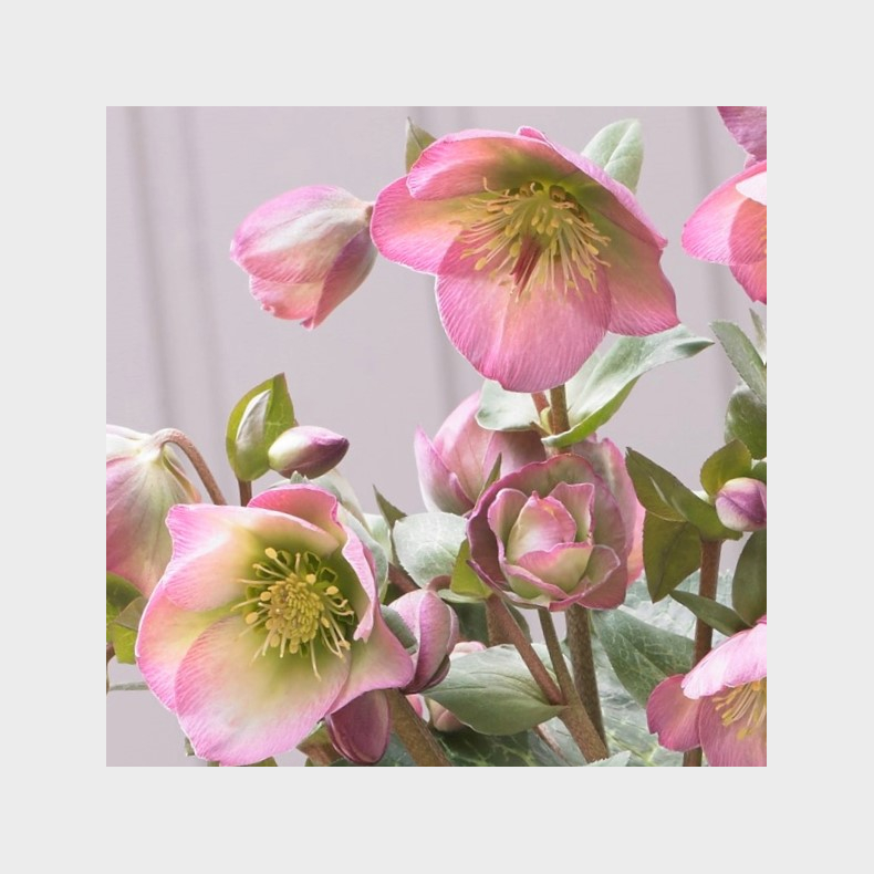Helleborus niger Frostkiss Dorothys Dawn - Julerose
