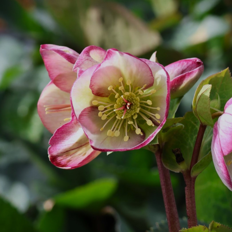 Helleborus niger Frostkiss Glendas Gloss - Julerose