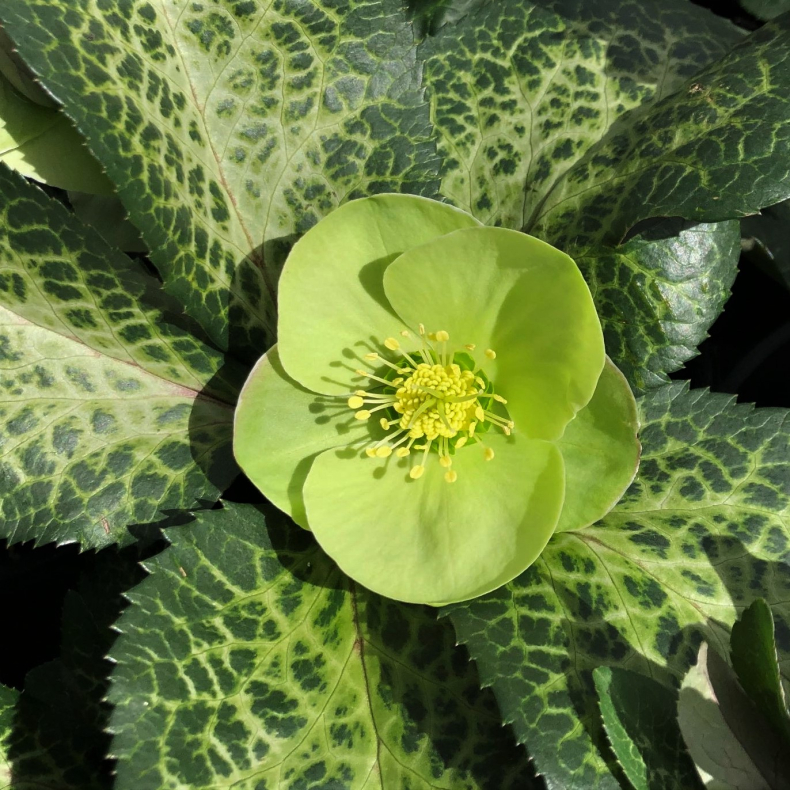 Helleborus niger Frostkiss Illumi Lime - Julerose 