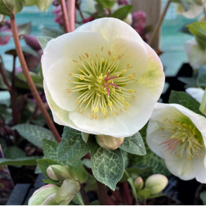 Helleborus niger Frostkiss Moondance - Julerose