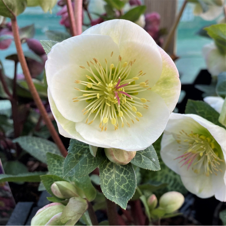 Helleborus niger Frostkiss Moondance - Julerose