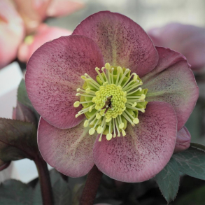 Helleborus niger Frostkiss Pippas Purple - Julerose