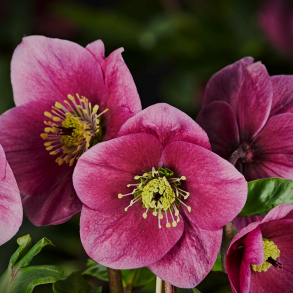 Helleborus niger Frostkiss Vibey Velvet - Julerose
