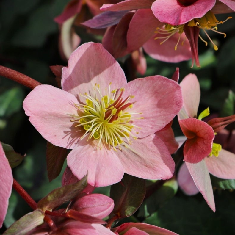 Helleborus x ericsmithii Pirouette - Julerose