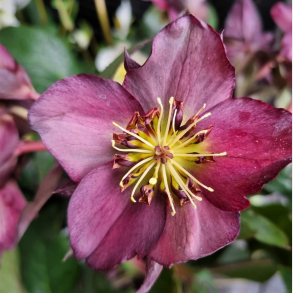 Helleborus x ericsmithii Star of Passion - Julerose