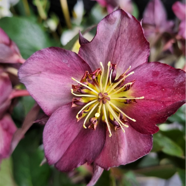 Helleborus x ericsmithii Star of Passion - Julerose