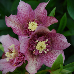 Helleborus x ericsmithii Tutu - Julerose