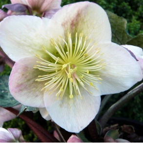 Helleborus x ericsmithii Winter Moonbeam - Julerose