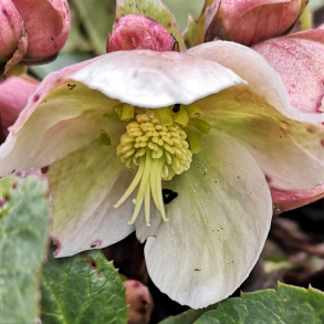 Helleborus x ericsmithii Winter Sunshine - Julerose 