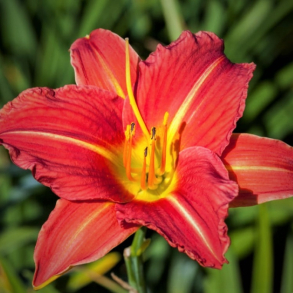 Hemerocallis Autumn Red - Daglilje