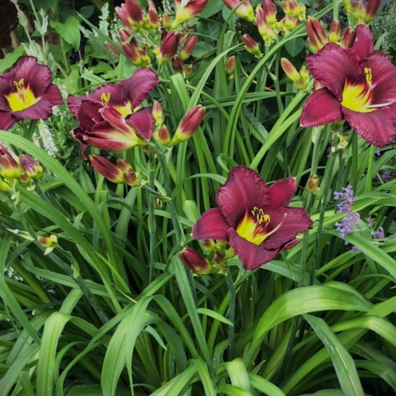 Hemerocallis Bella Lugosi - Daglilje 1.5L
