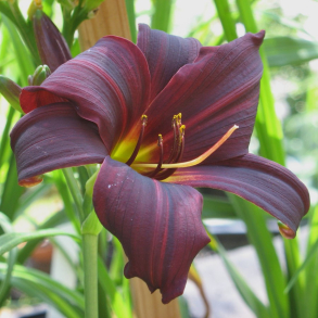 Hemerocallis Black Emanuella - Daglilje 1L