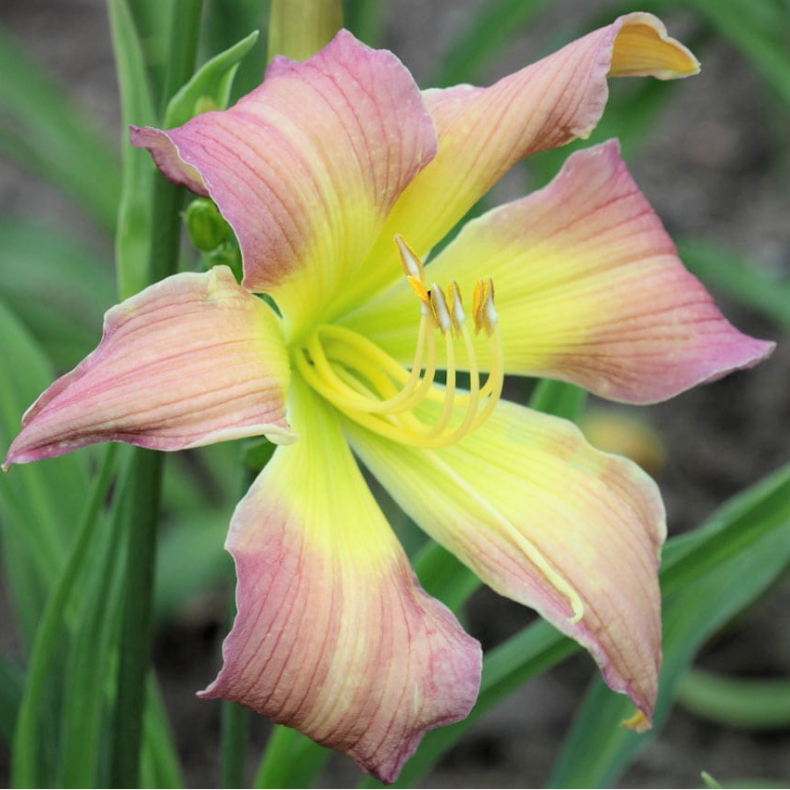 Hemerocallis Dancing Summerbird - Daglilje 1,5L