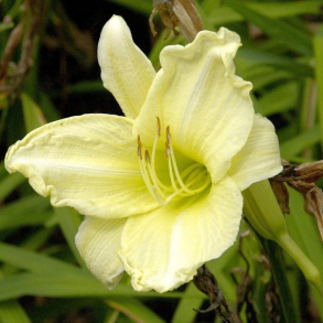 Hemerocallis Fragrant Treasure - Daglilje 1.5L