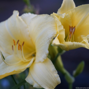 Hemerocallis Fragrant Treasure - Daglilje 1.5L