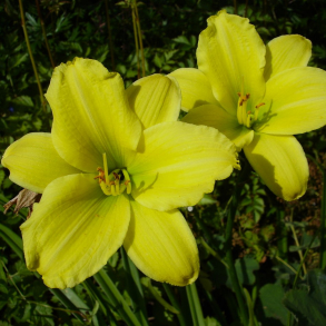 Hemerocallis Green Flutter - Daglilje 1,5L