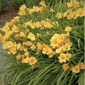 Hemerocallis Stella de Oro - Daglilje 1L